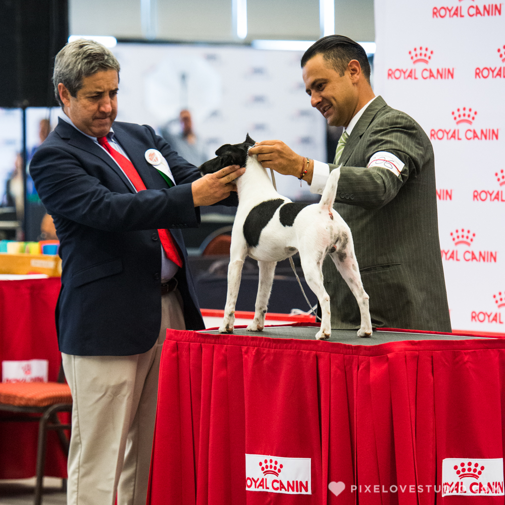 Expo Canina 2017 en el Centro de Congresos de Queretaro. Club Canofilo Corregidora en Queretaro.