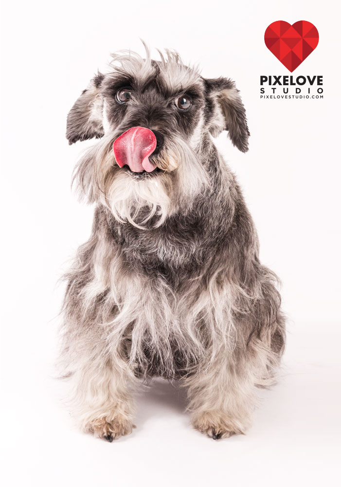 pixelovestudio-foto-mascotas-bolita-web copy